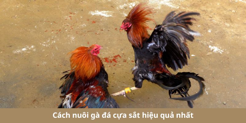 Cách nuôi gà đá cựa sắt hay dành cho sư kê