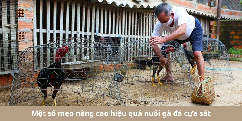 Mẹo nâng cao hiệu quả nuôi kê chiến không phải ai cũng biết